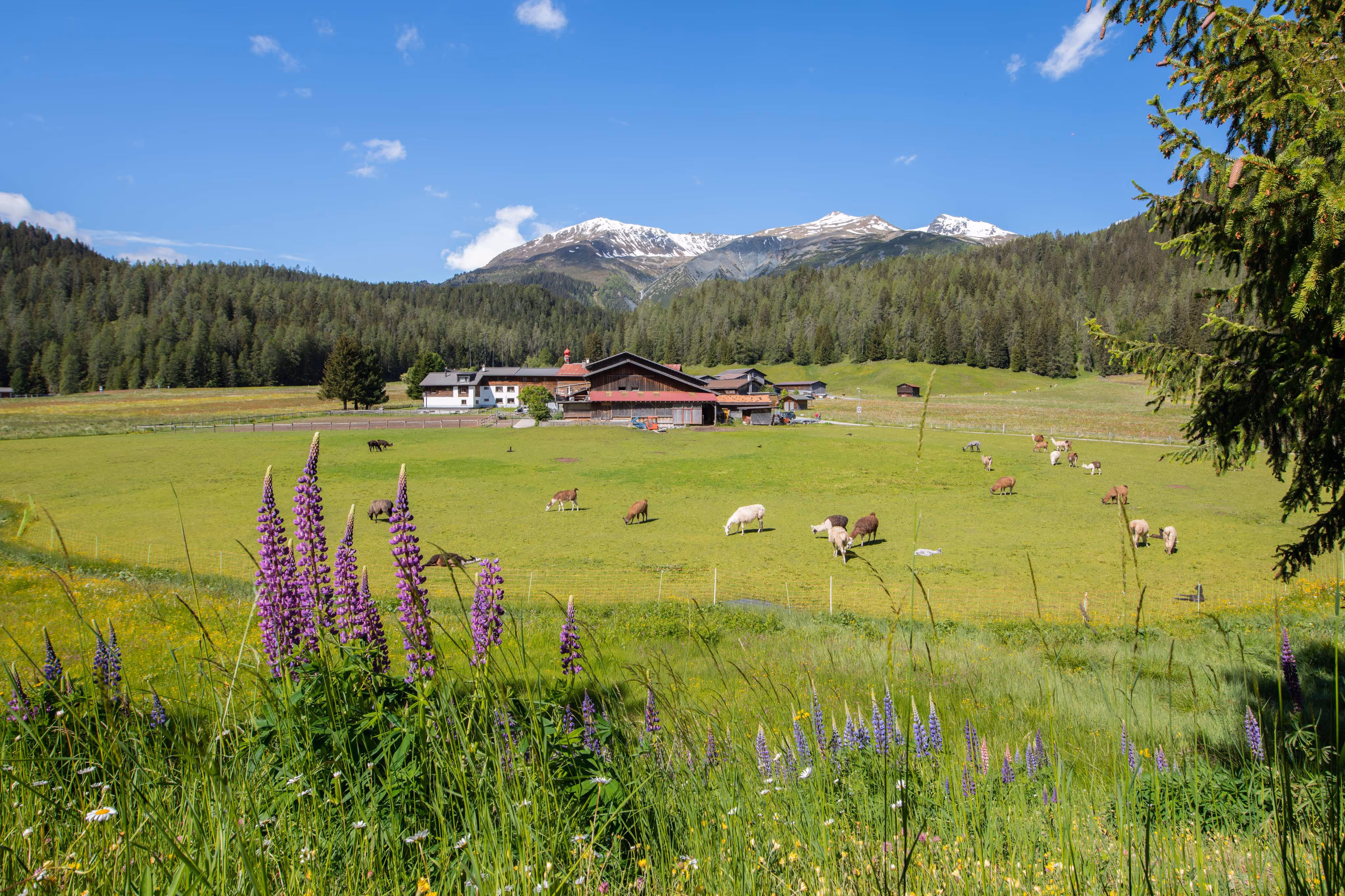Umgebung Ferienhaus Chalet Laret in Davos