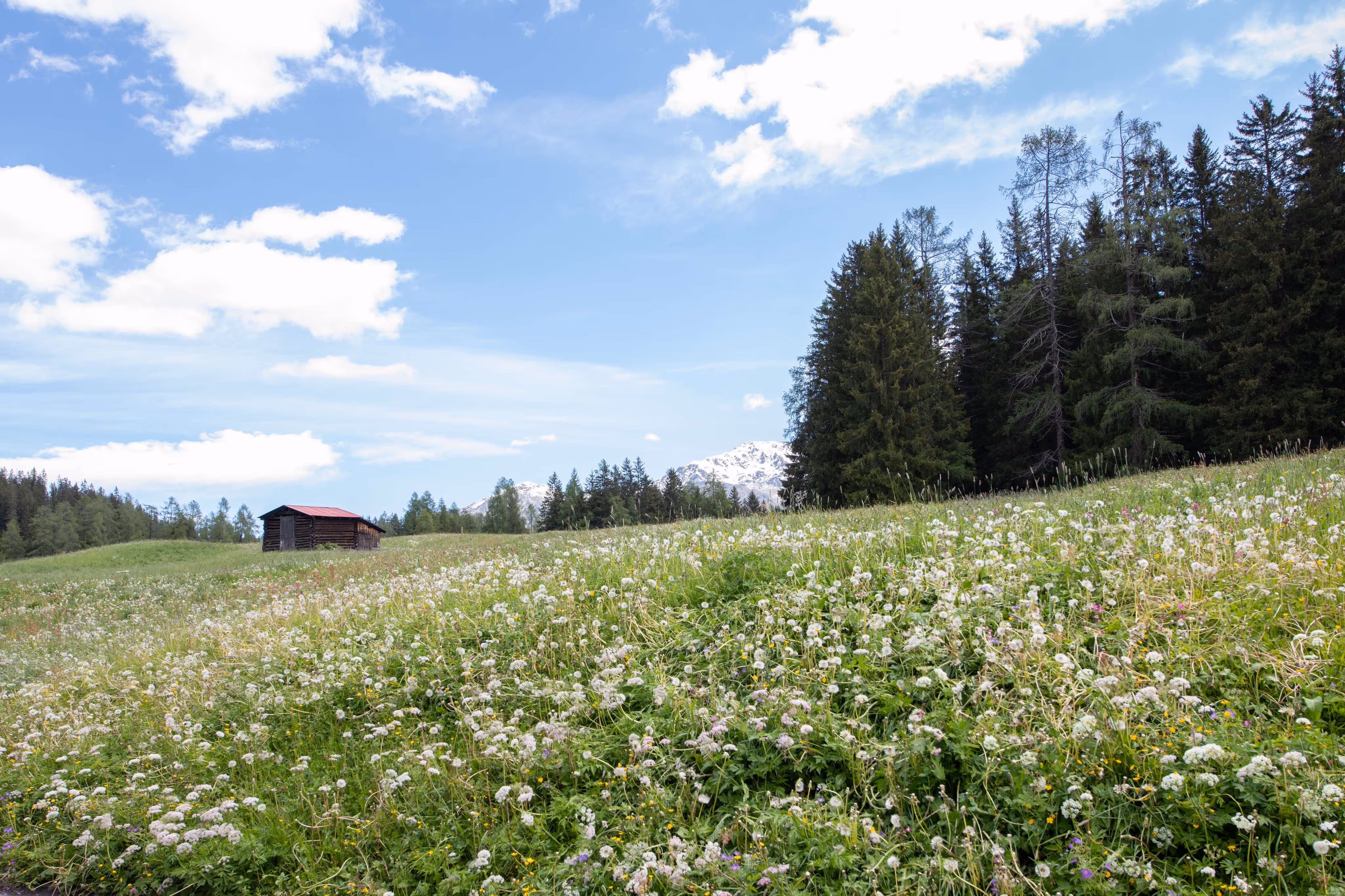 Umgebung Ferienhaus Chalet Laret in Davos