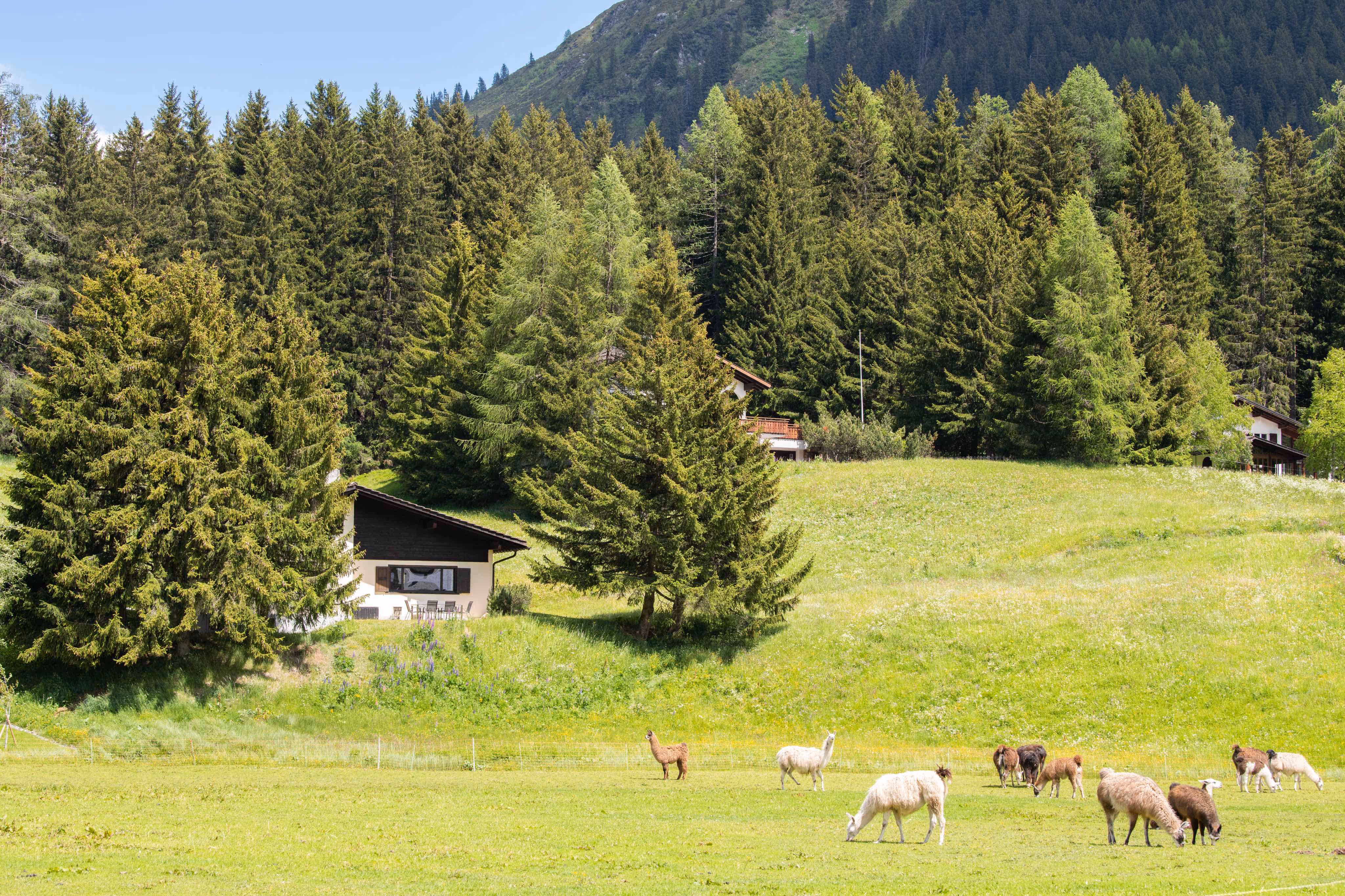 Ferienhaus Chalet Laret in Davos