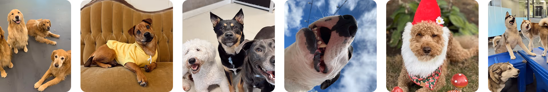 Dogs at Sniff Dog Hotels
