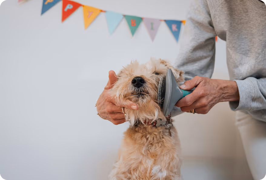 a small white dog being groomed 