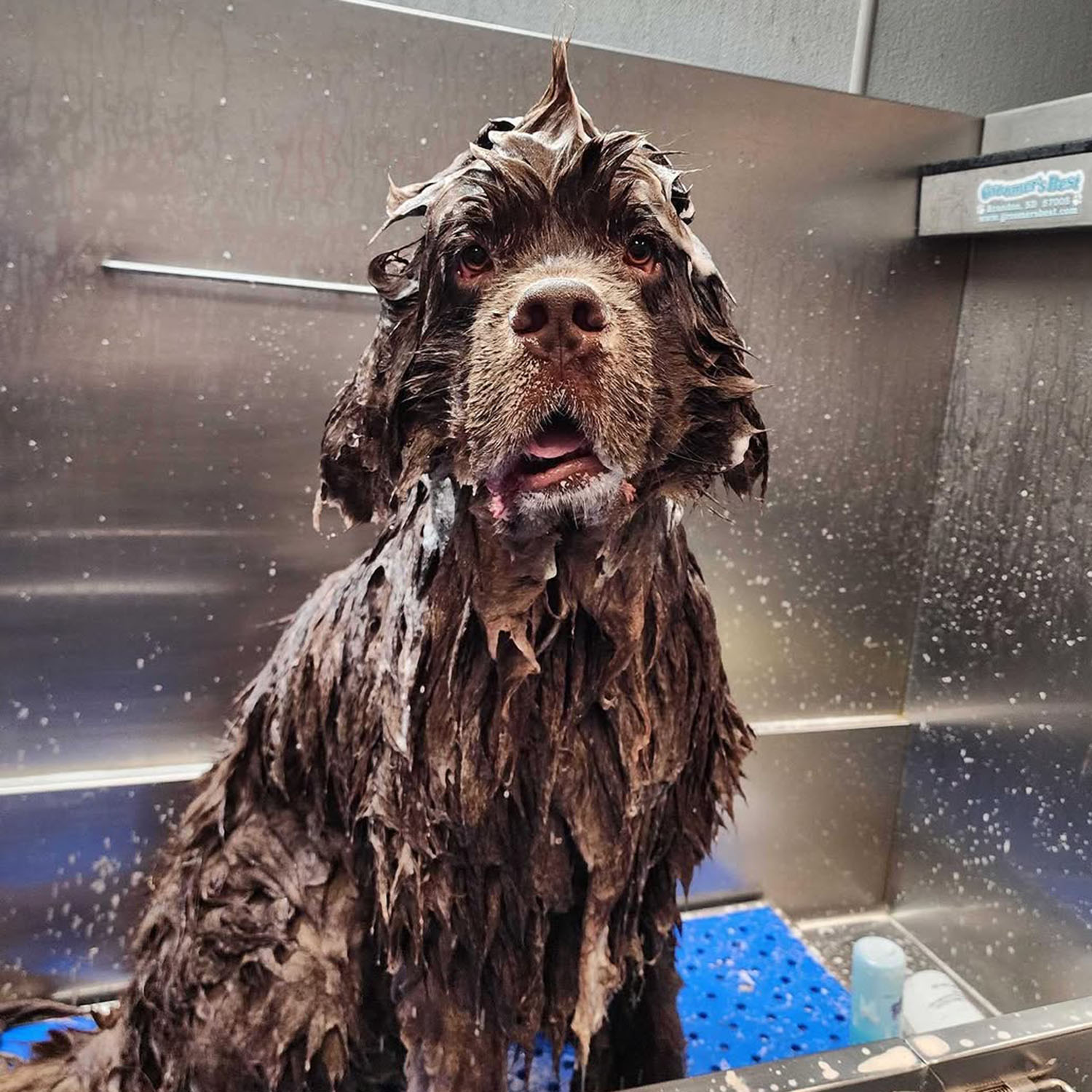 dog being bathed at Sniff Dog Hotel