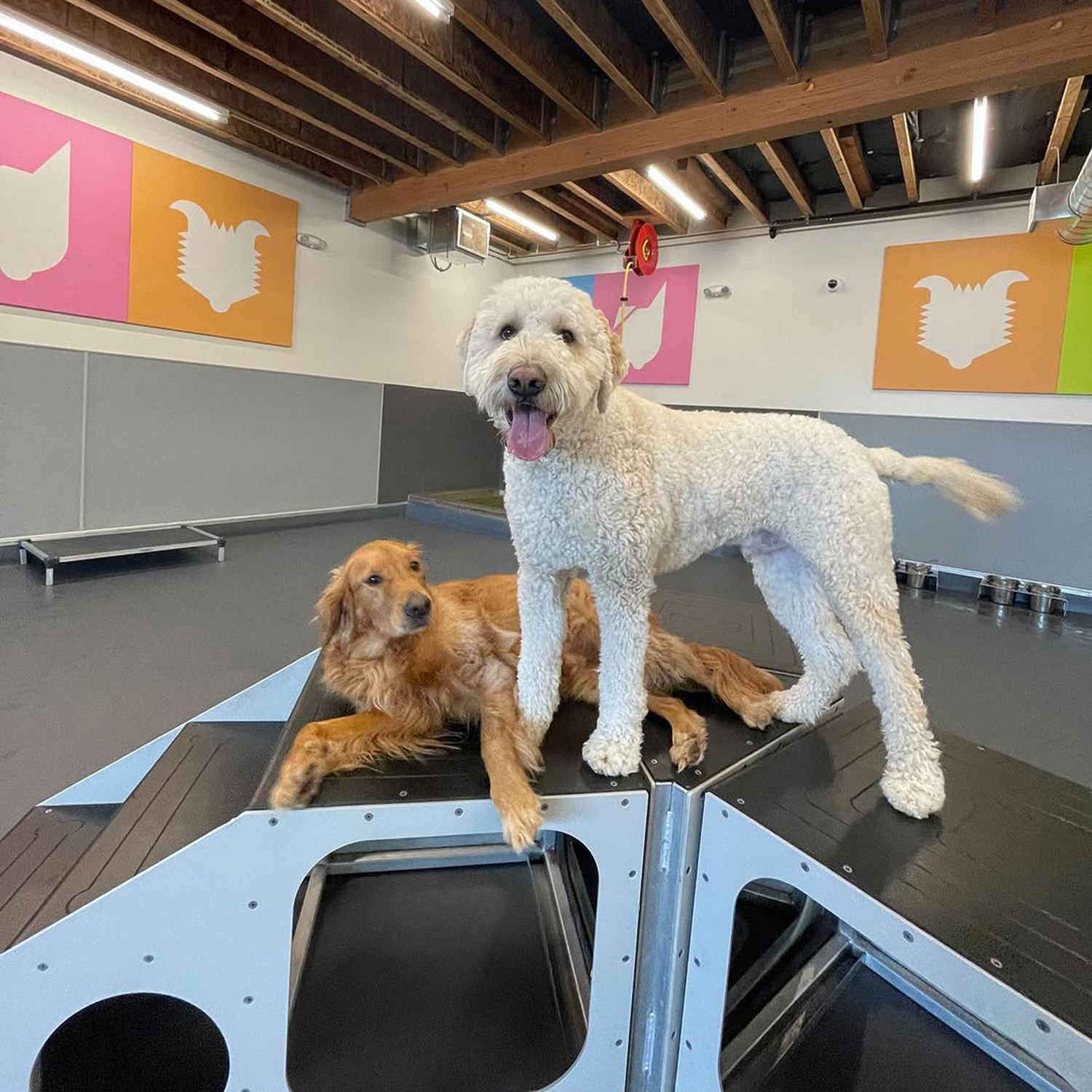 2 dogs playing at Sniff Dog Hotel in Portland
