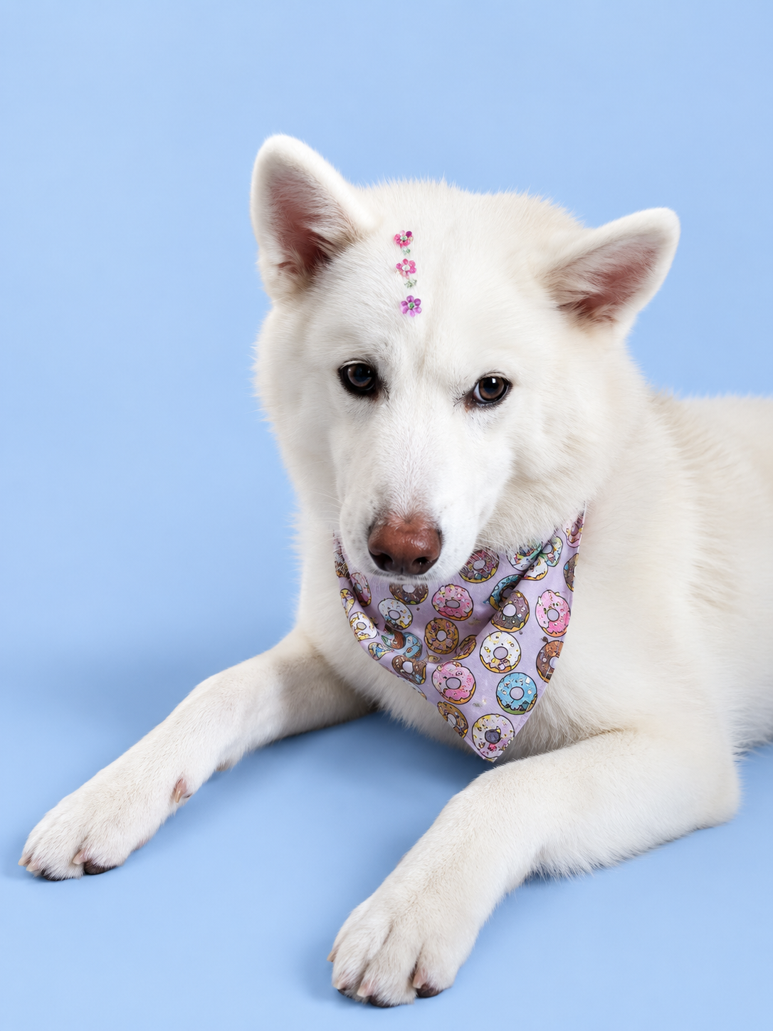 Cachorra branca usando bandana colorida deitada sobre fundo azul claro
