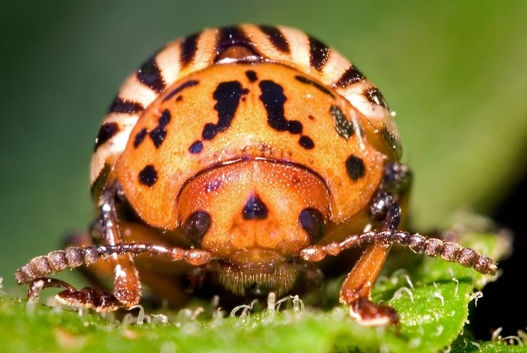 Colorado Potato Beetle on a leaf