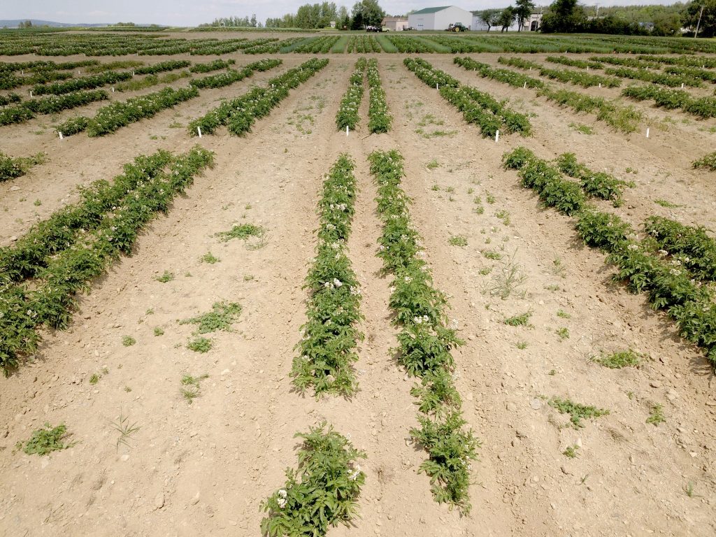 Untreated vs treated plots of potato plant