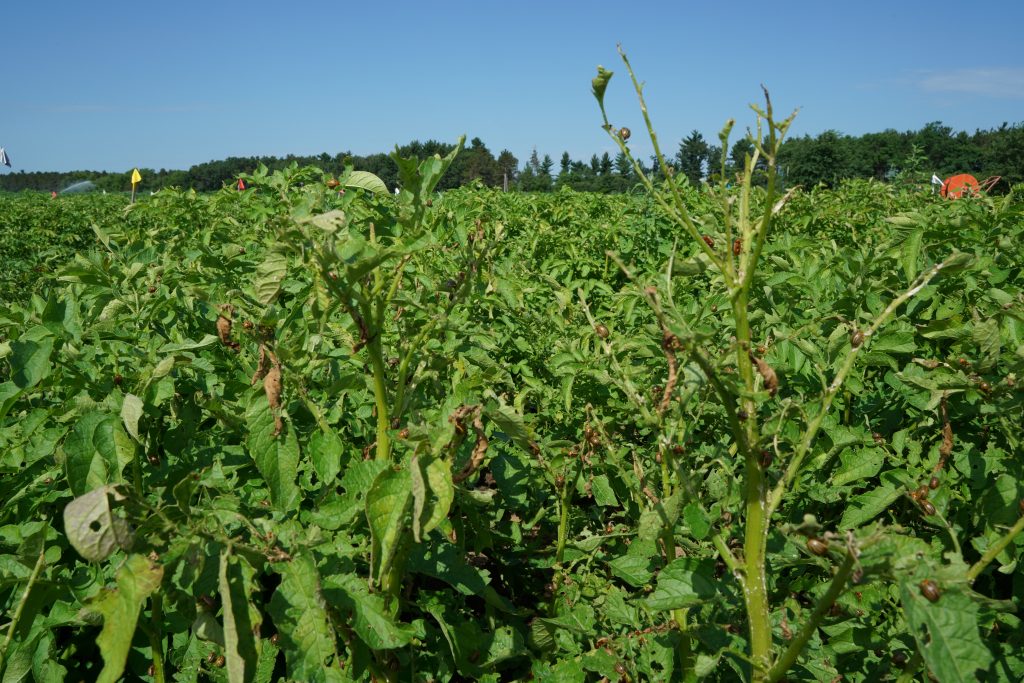 Defoliated potato plant field