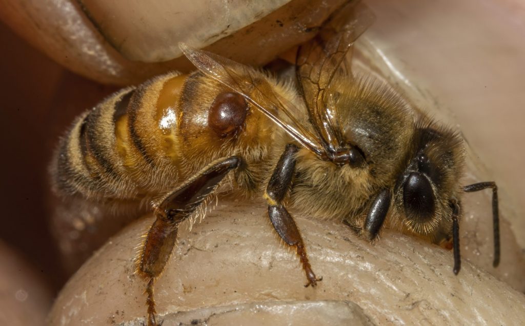 Honey Bee with parasitic Varroa Mite attached being held by Beekeeper Barry Hart, Barwick, Georgia.