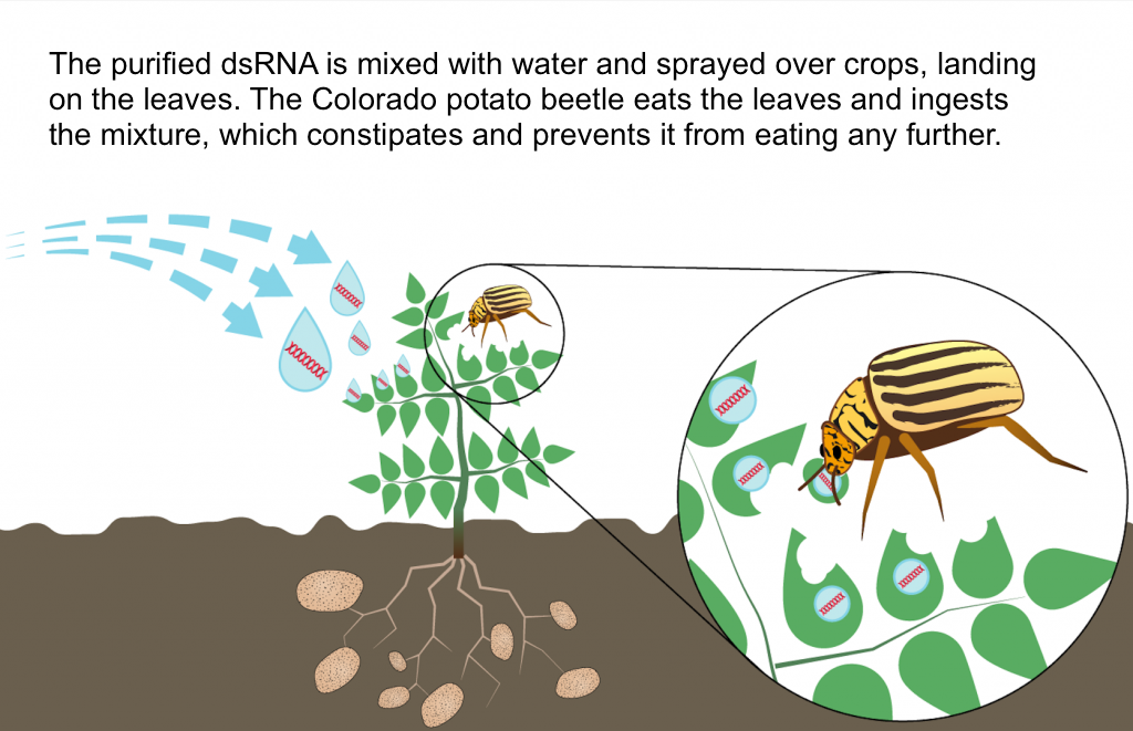 How the dsRNA mixture is delivered to the Colorado Potato Beetle