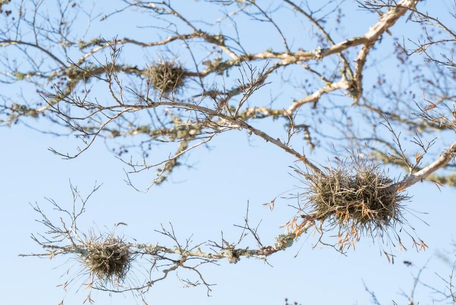 A person standing under a large sprawling tree with thick, twisted branches and green leaves, sunlight filtering through the canopy.
