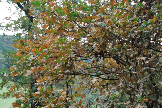 A person standing under a large sprawling tree with thick, twisted branches and green leaves, sunlight filtering through the canopy.