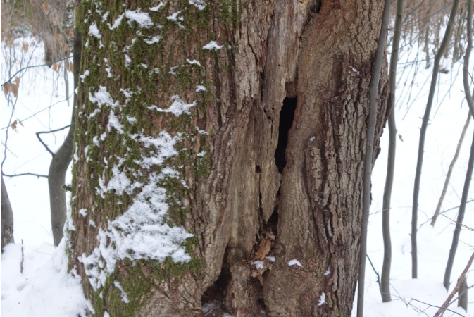 A person standing under a large sprawling tree with thick, twisted branches and green leaves, sunlight filtering through the canopy.