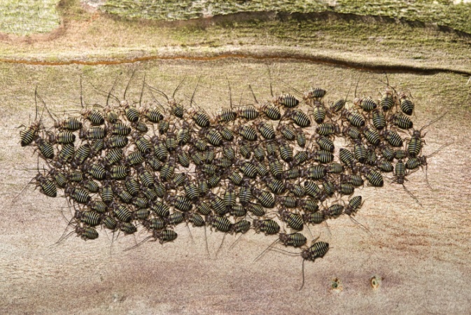 A person standing under a large sprawling tree with thick, twisted branches and green leaves, sunlight filtering through the canopy.