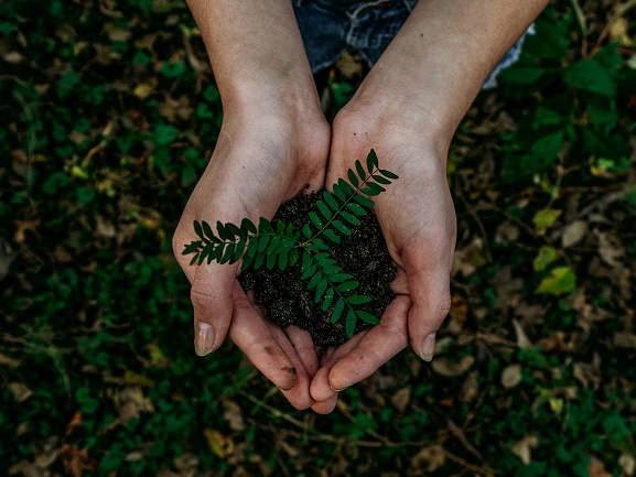 Mãos segurando terra com uma pequena planta verde com folhas compostas.