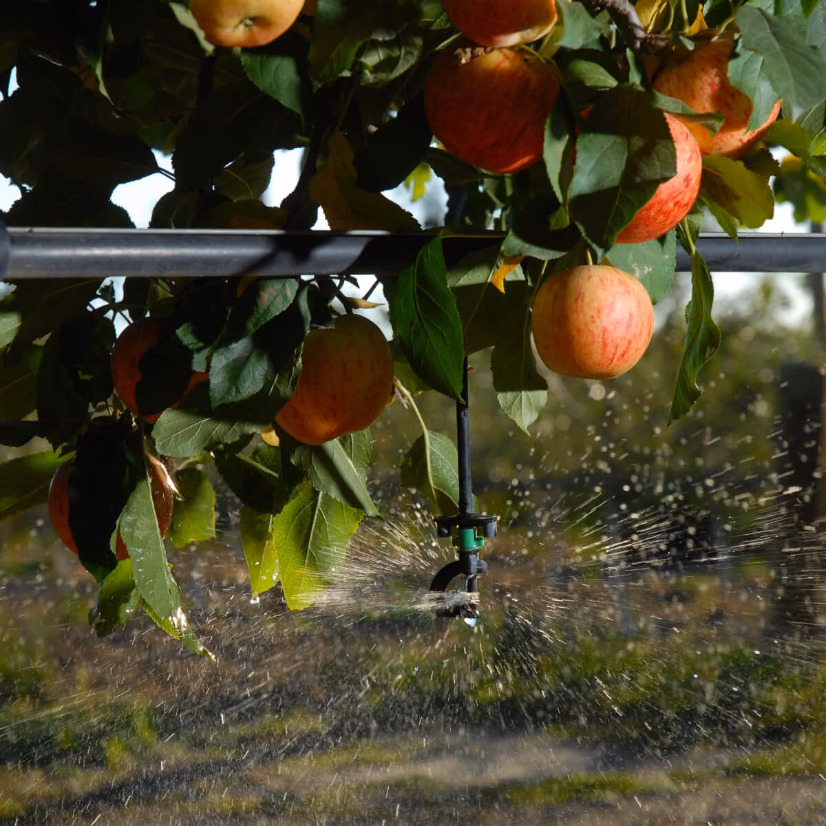 Irrigation sprinkler operating beneath an apple tree
