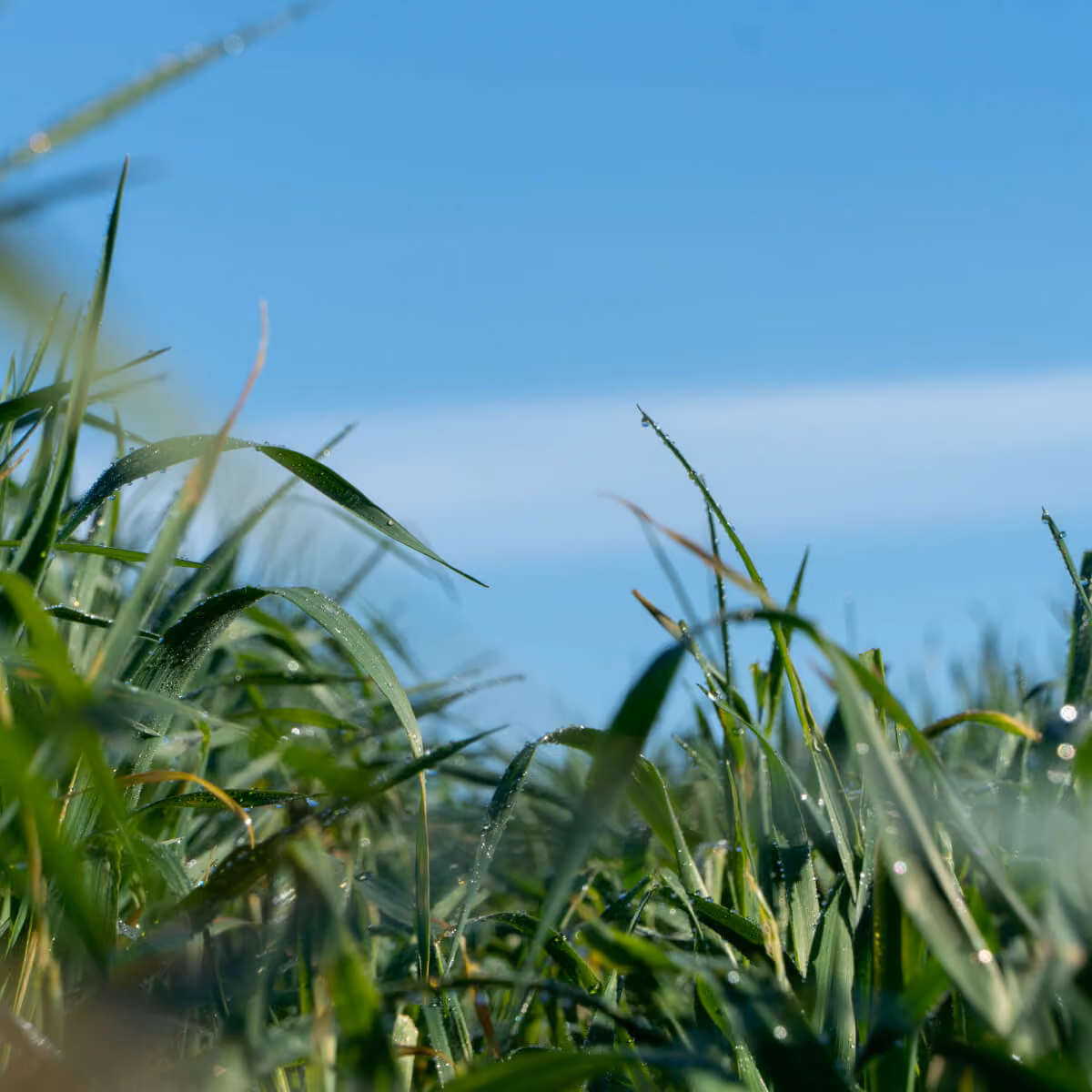 Sprinkler irrigating a field crop