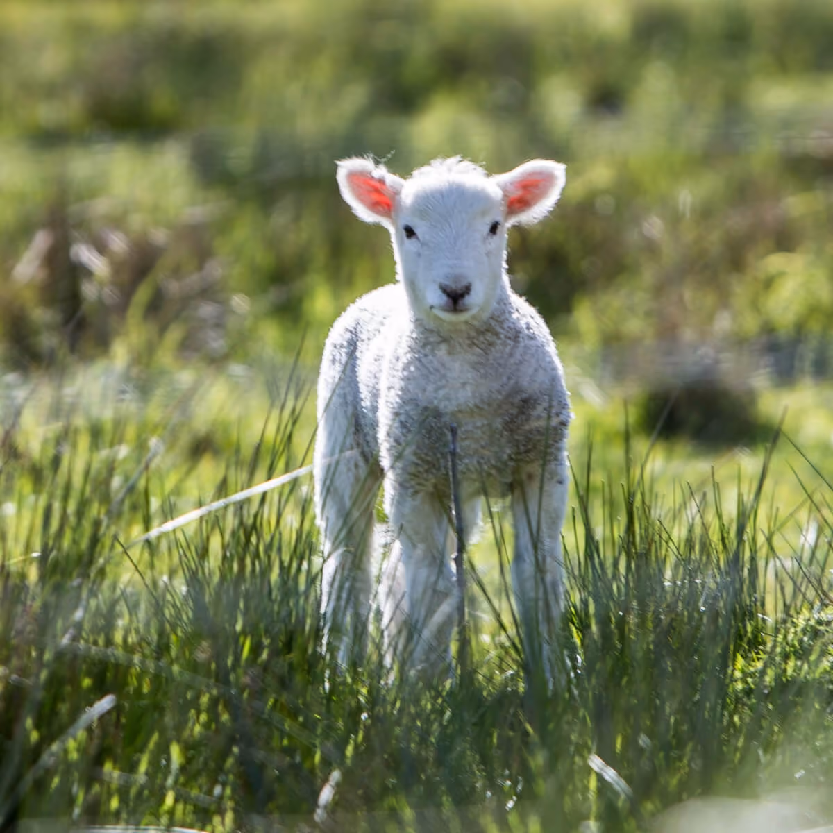 Lamb standing in pasture