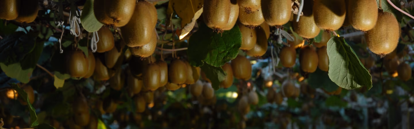 Kiwifruit growing in an orchard