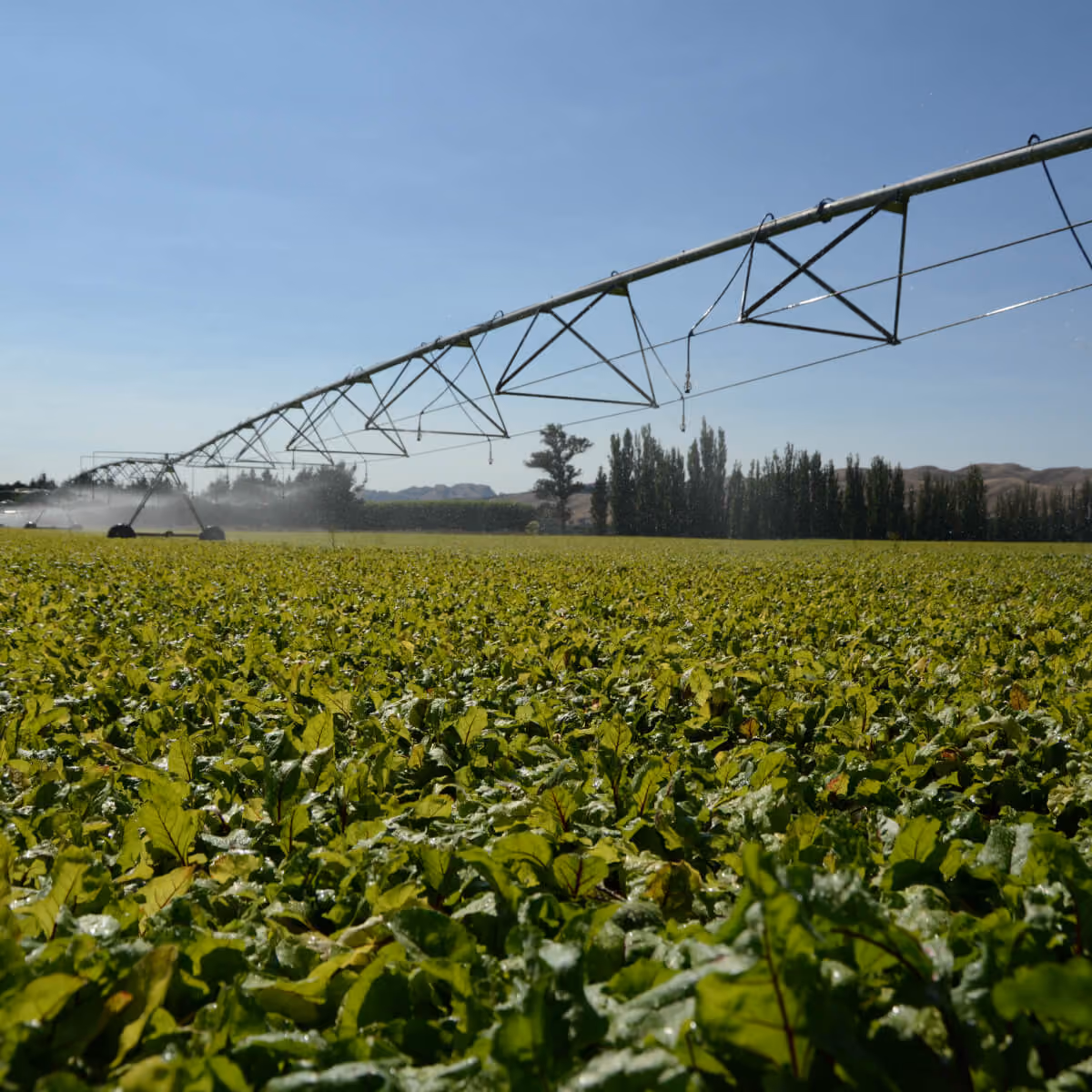 Centre-pivot irrigator watering a field crop