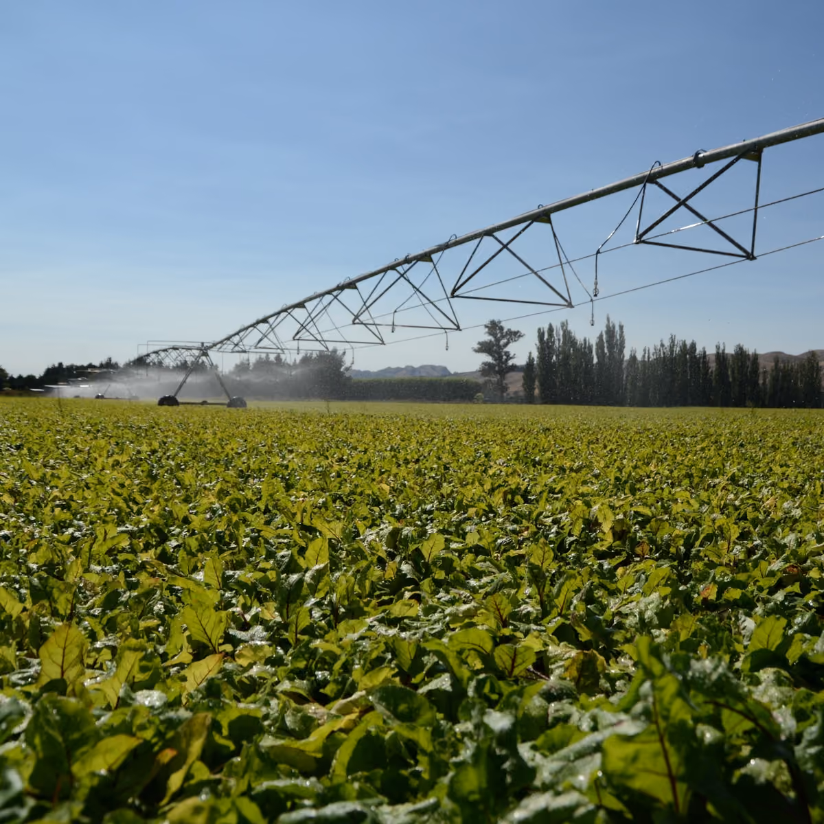 Centre-pivot irrigator over a green crop