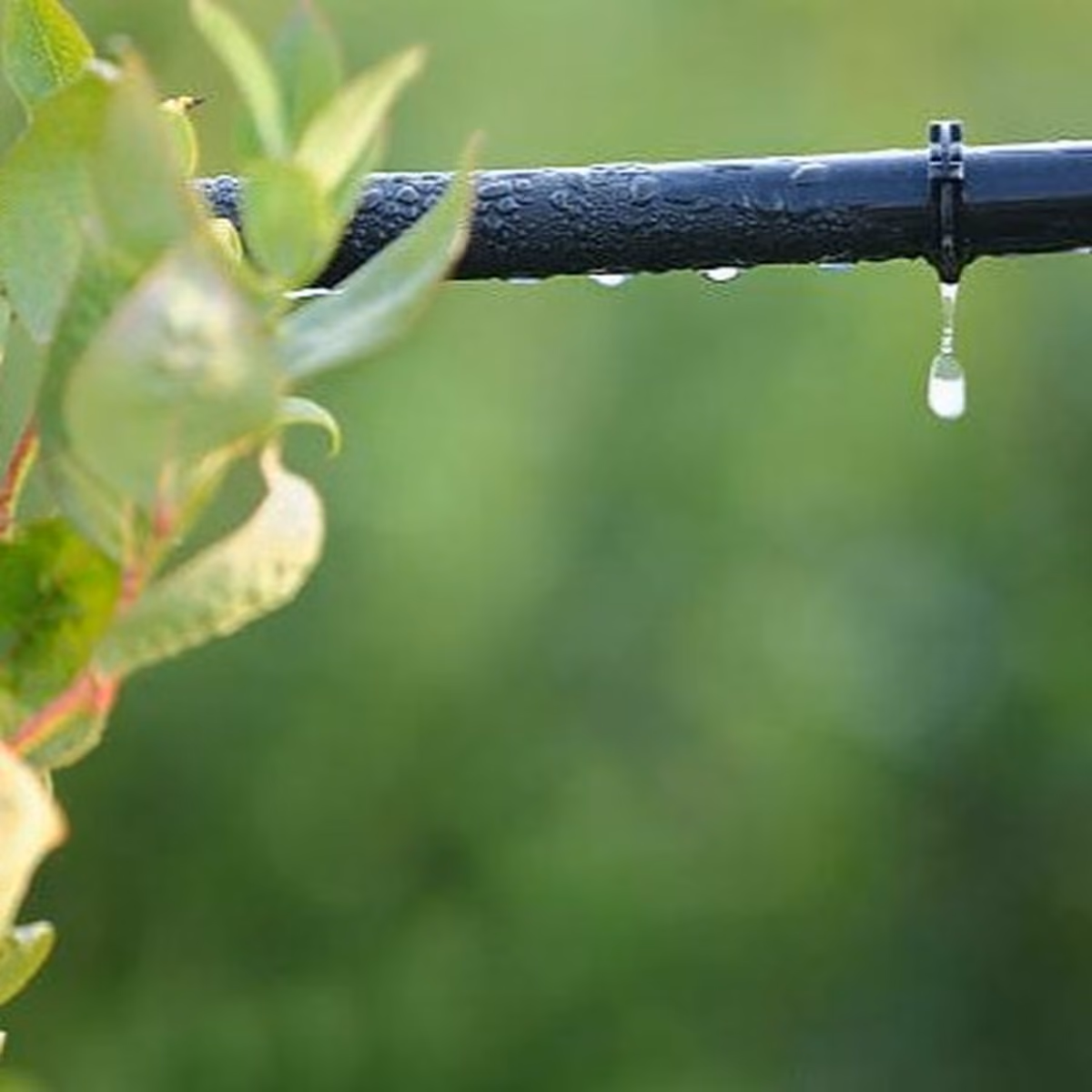 Water droplet forming on irrigation dripline