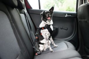 Conforto na viagem pet friendly