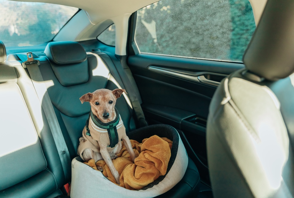 Viajar com pet de forma segura