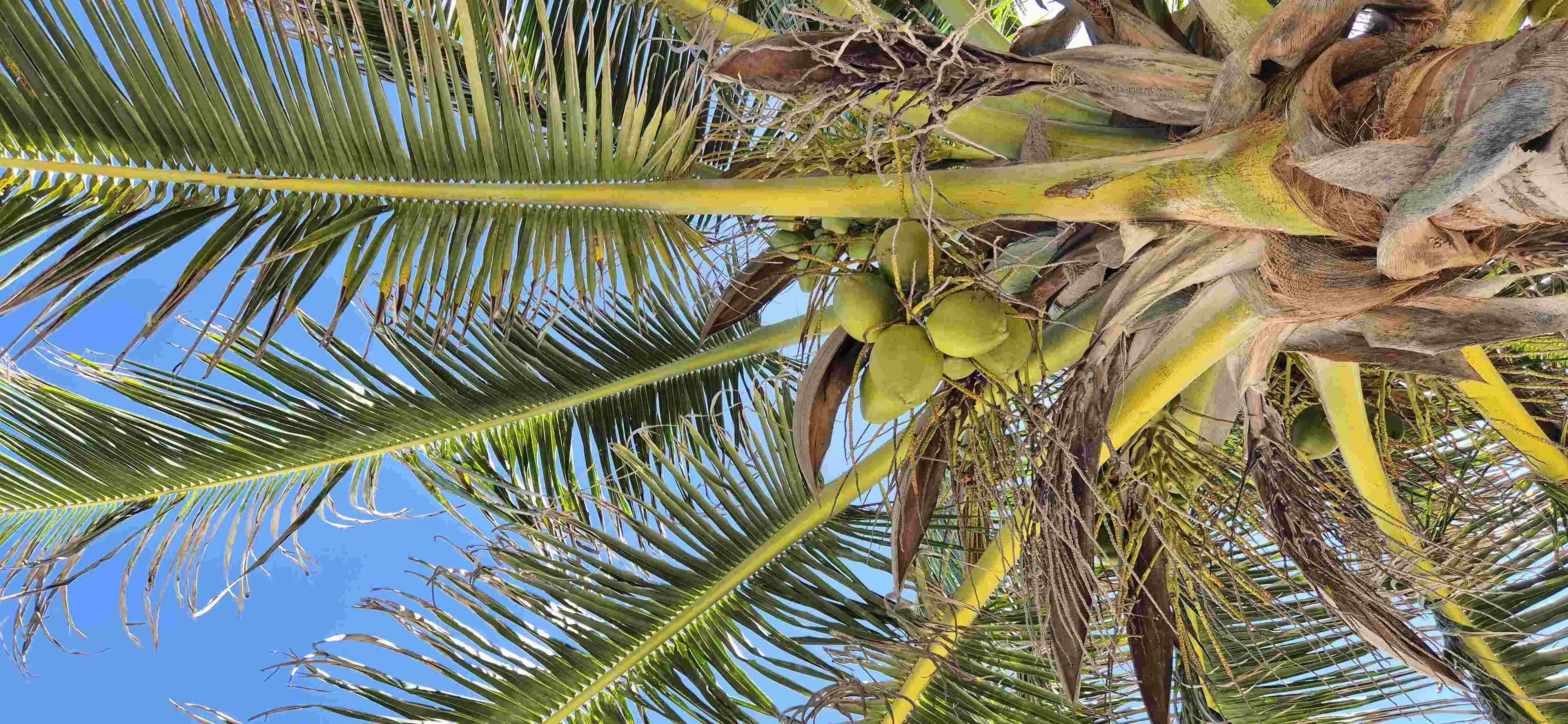 Palmtree with Coconuts. View under the tree.