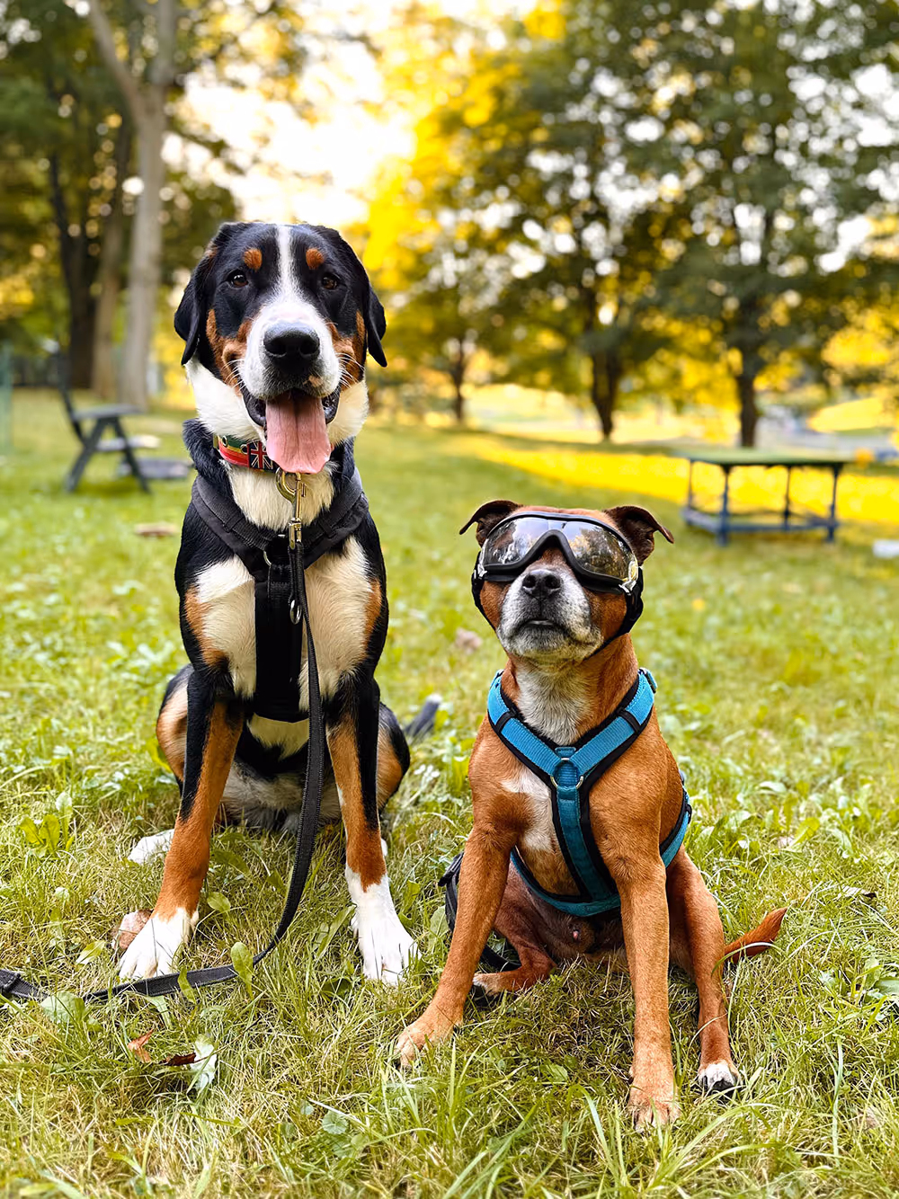 Zwei Hunde sitzen auf Gras in einem Park: ein großer schwarzer, weißer und brauner Hund mit heraushängender Zunge und ein kleiner brauner Hund mit blauer Hundegeschirr und Schutzbrille.