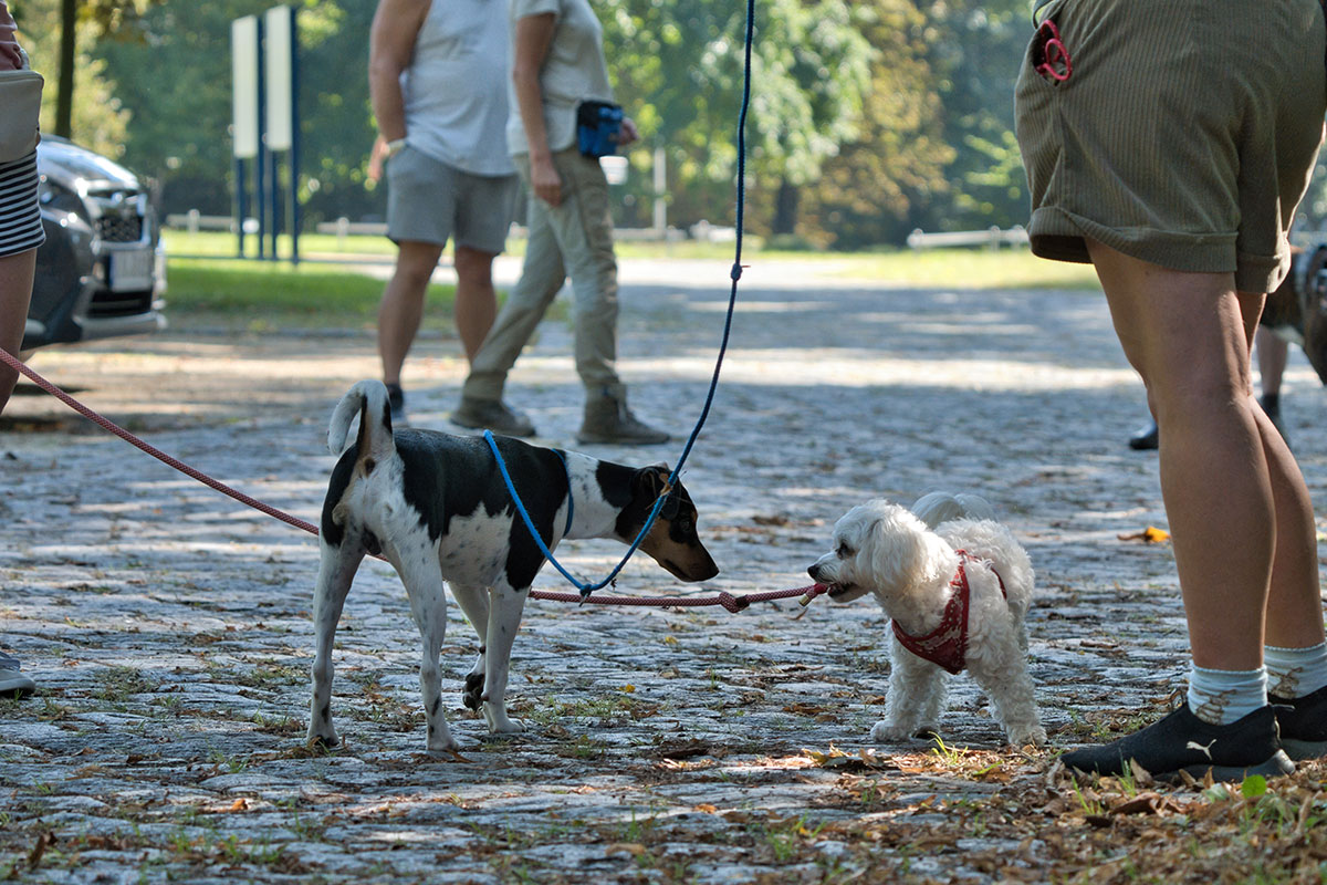 Kennst Du das? Eigentlich möchtest Du entspannt spazieren gehen und die Seele baumeln lassen… Und dann kommt der Nachbarshund um die Ecke und die Hölle bricht los.