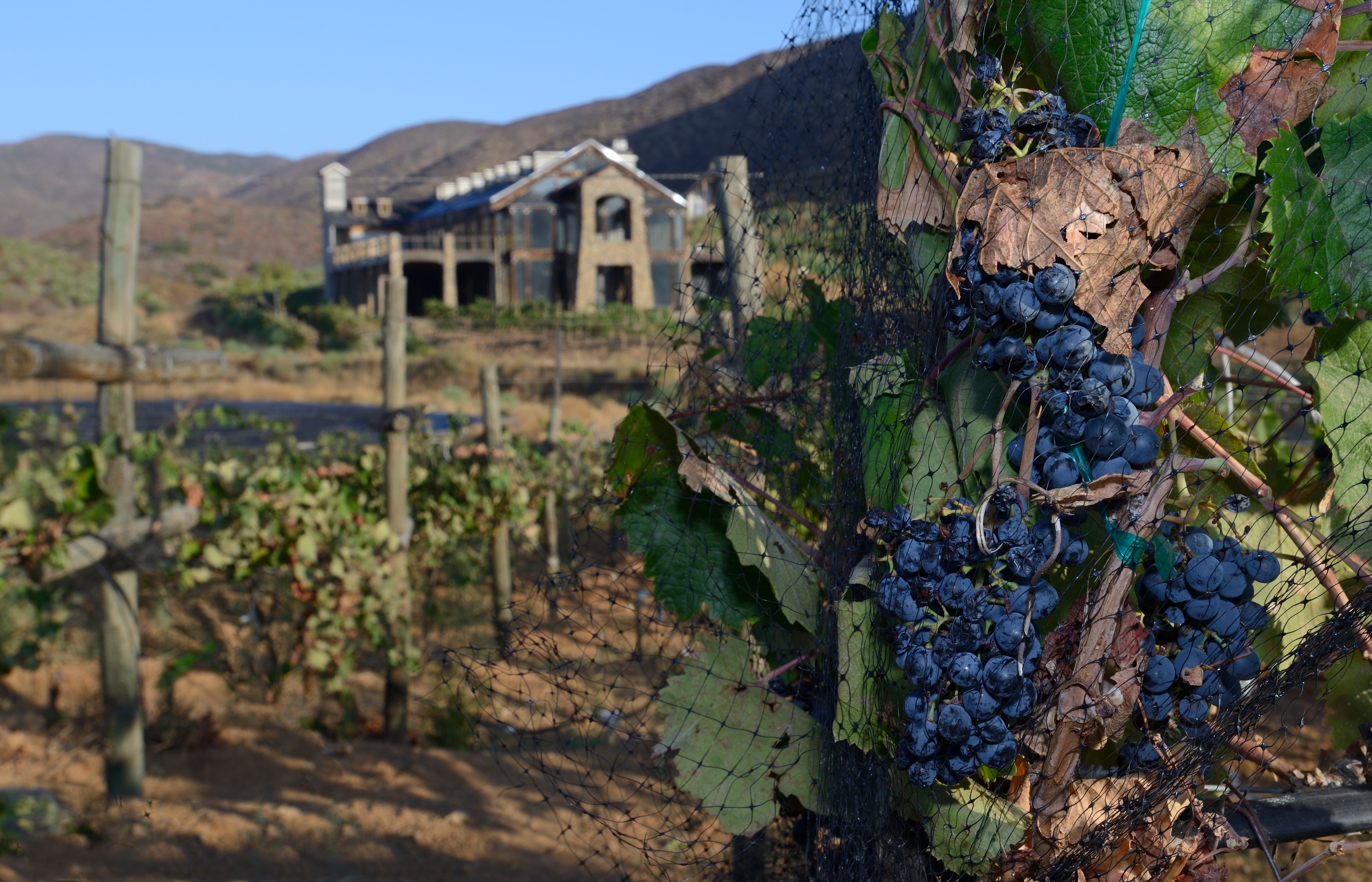 Clusters of dark grapes protected by netting on vines with a rustic stone building and hills in the background.