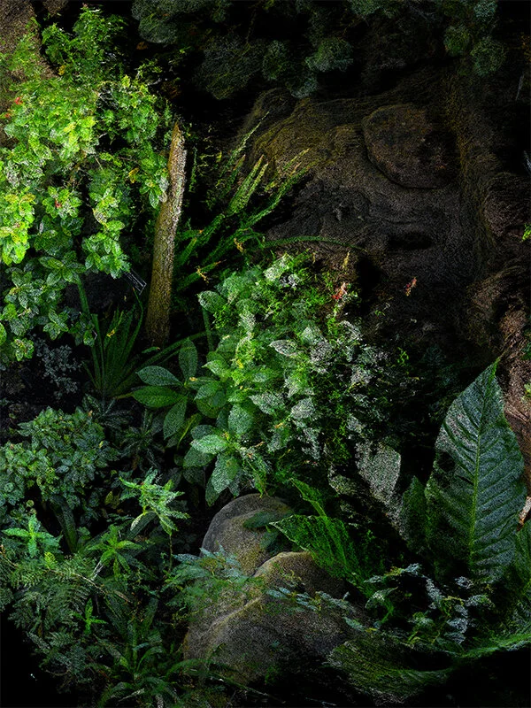 Clement Valla, Brooklyn Botanical Garden Greenhouse 02&nbsp;(2020) (Framed) Inkjet print, 30 x 40 in / 76.2 x 101.6 cm, Edition of 3 + 1 AP From the series Point Cloud Gardens. Courtesy of bitforms and the artist.