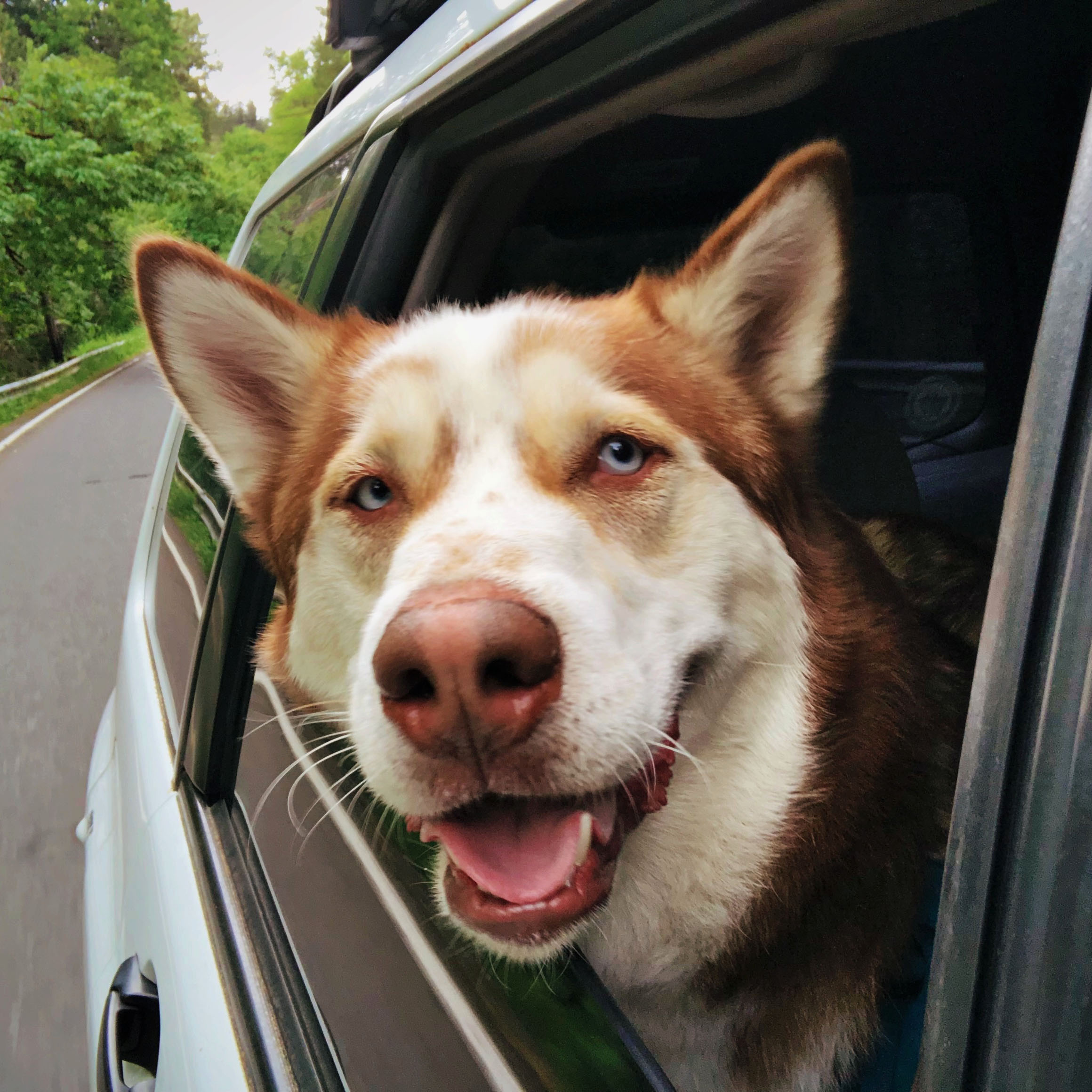 Husky with head out of window 