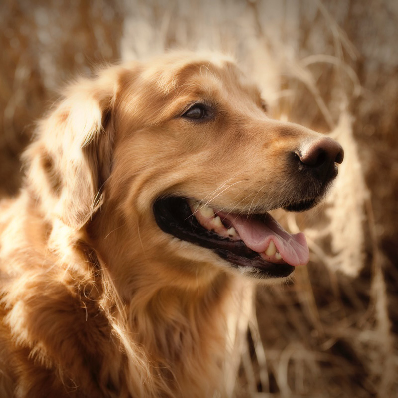 Golden retriever backlit with sun with golden wheat in the background 
