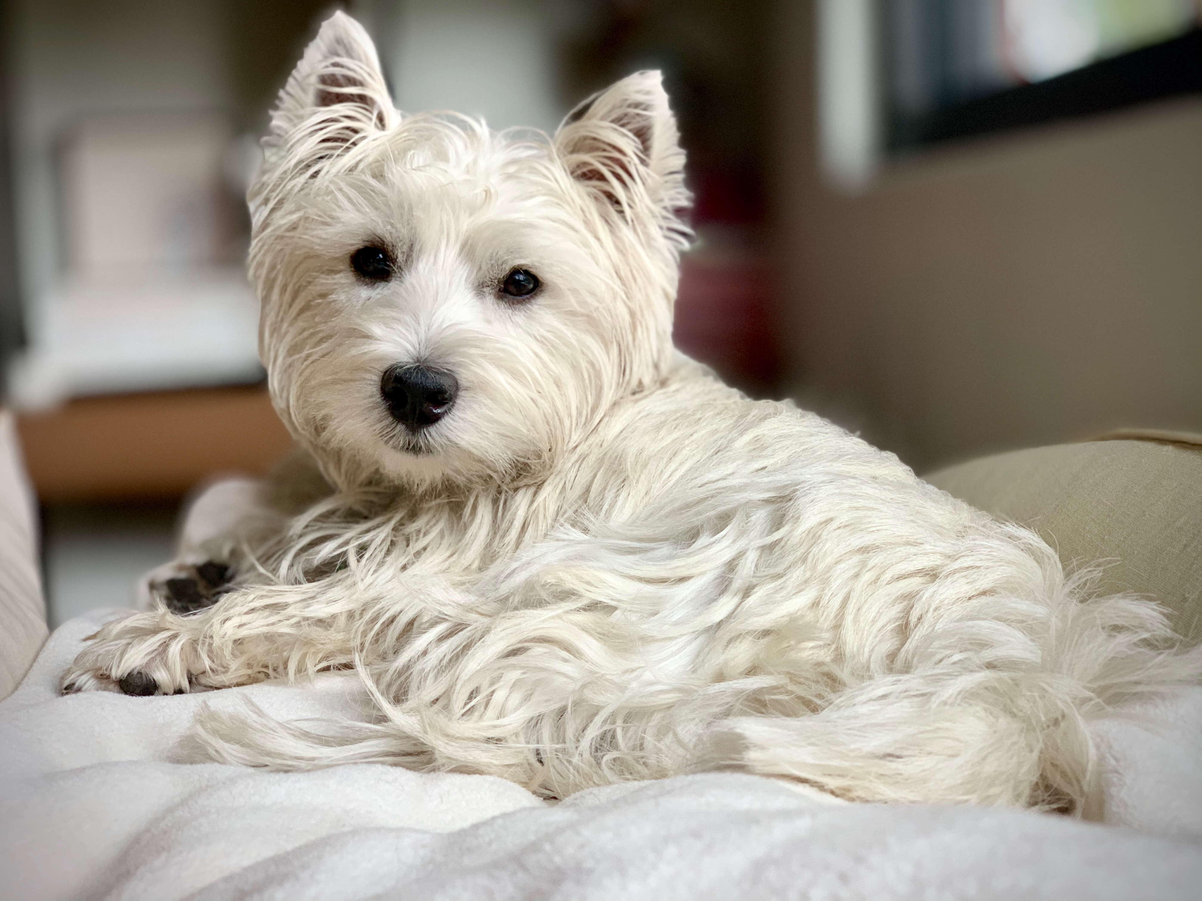 Small white dog curled up on a sofa looking into the camera