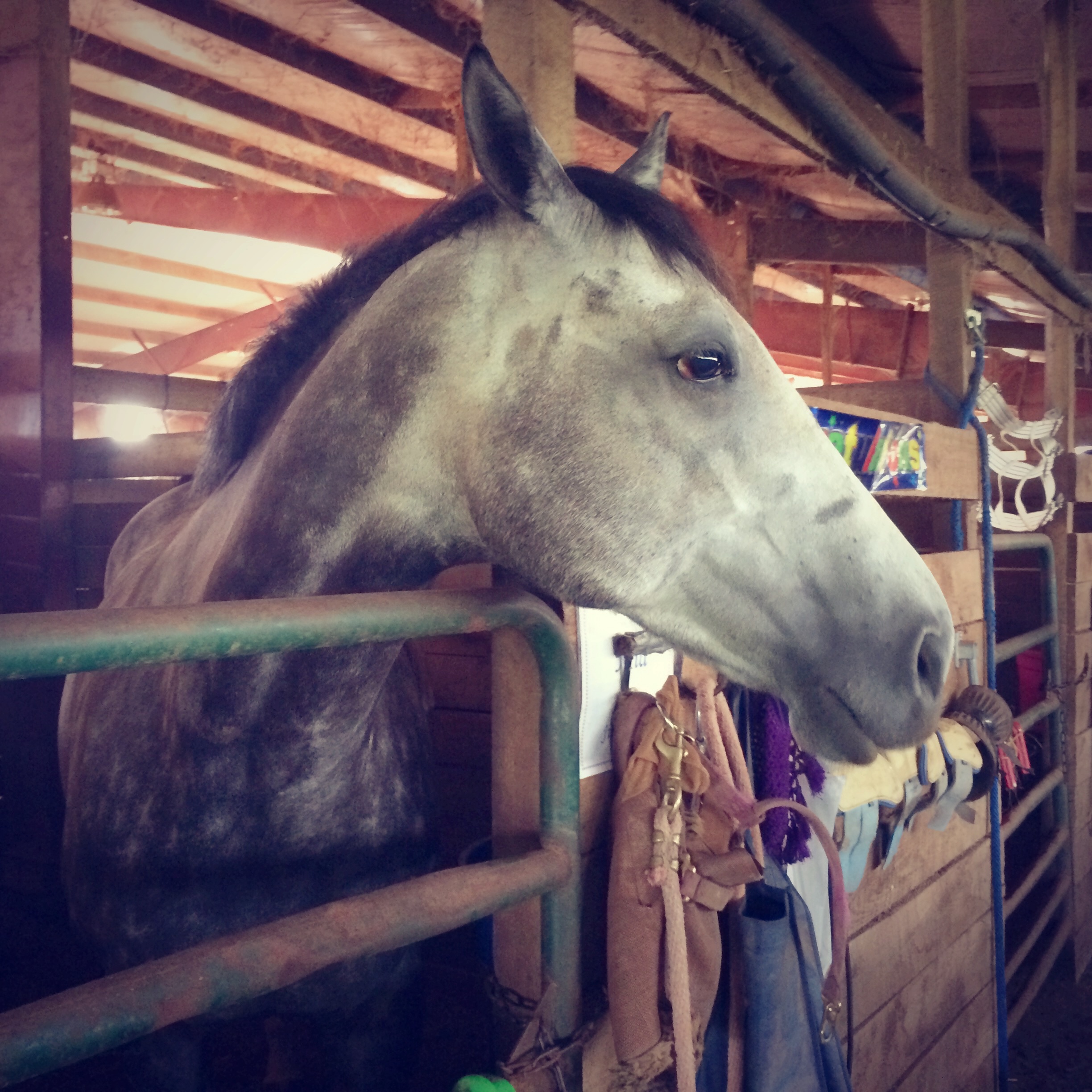 White and gray horse with head out of stall. 