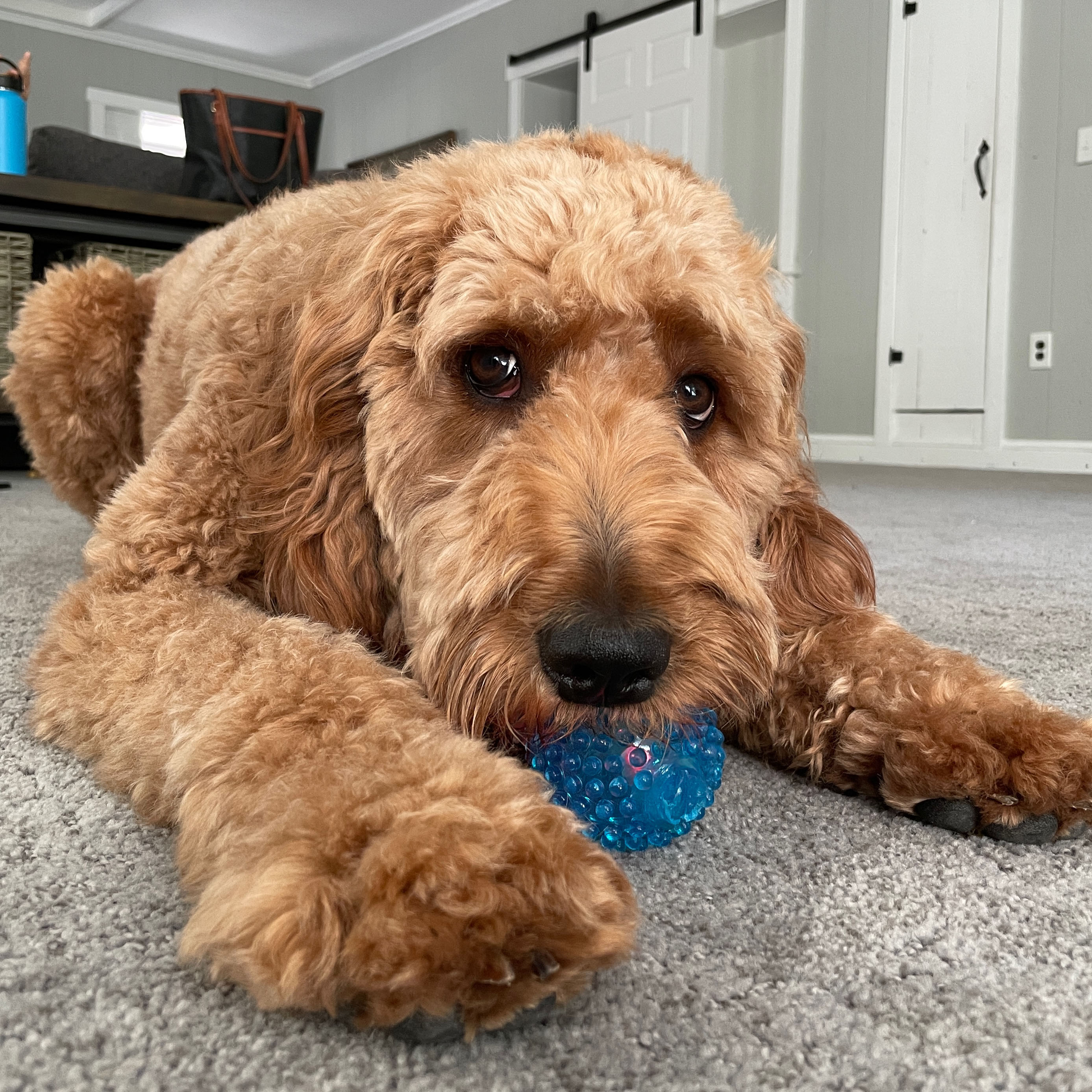 Golden Doodle playing with ball on floor. 