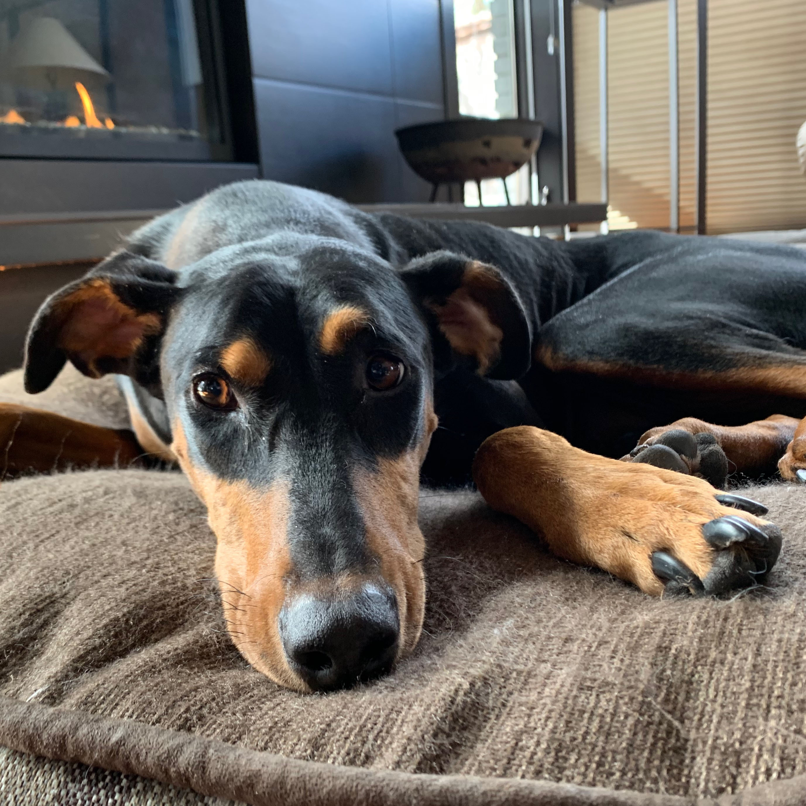 Black and brown dog with head laying on fluffy bed. 