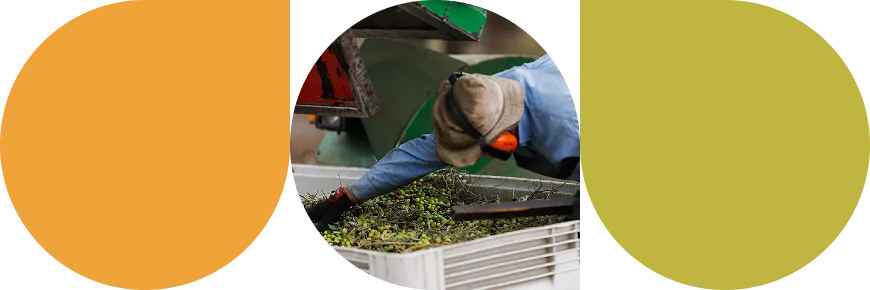 Worker wearing protective ear muffs and a cap sorting green olives on a conveyor belt in an olive processing facility.