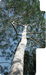 Trunk and branches of a tall tree with sparse leaves against a blue sky.