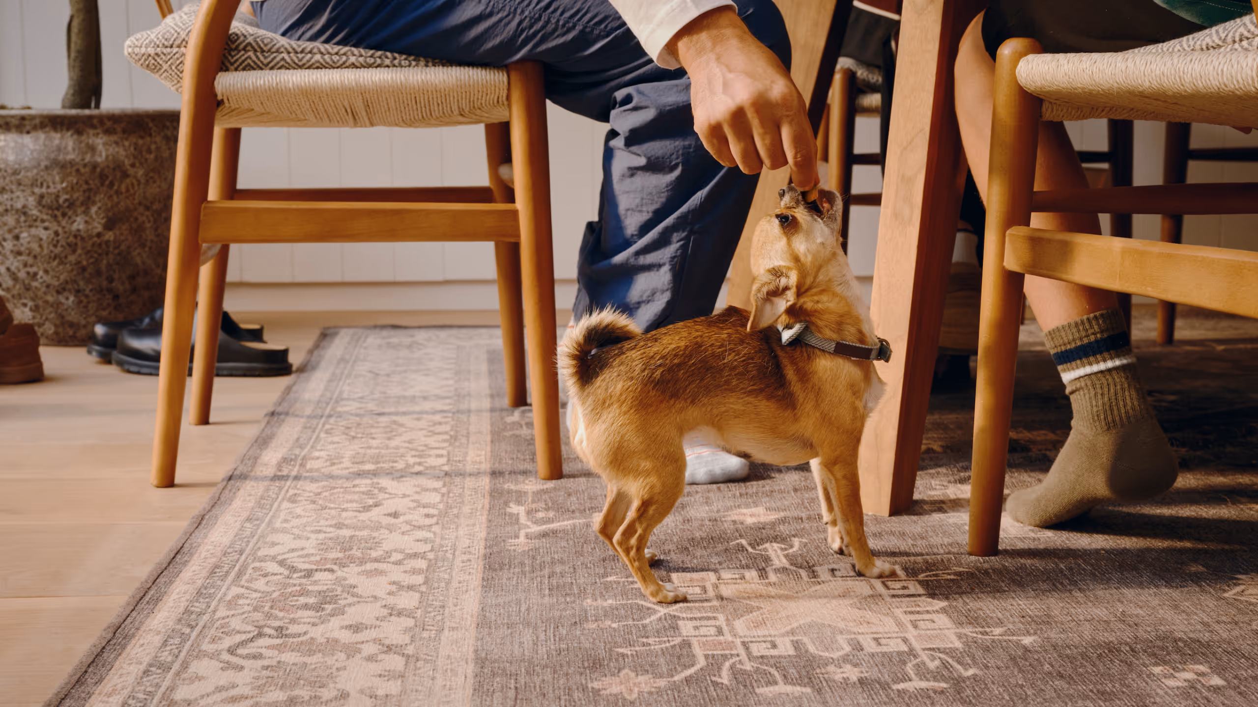 Small brown dog standing on a patterned rug, being fed a treat by a person sitting on a wooden chair.
