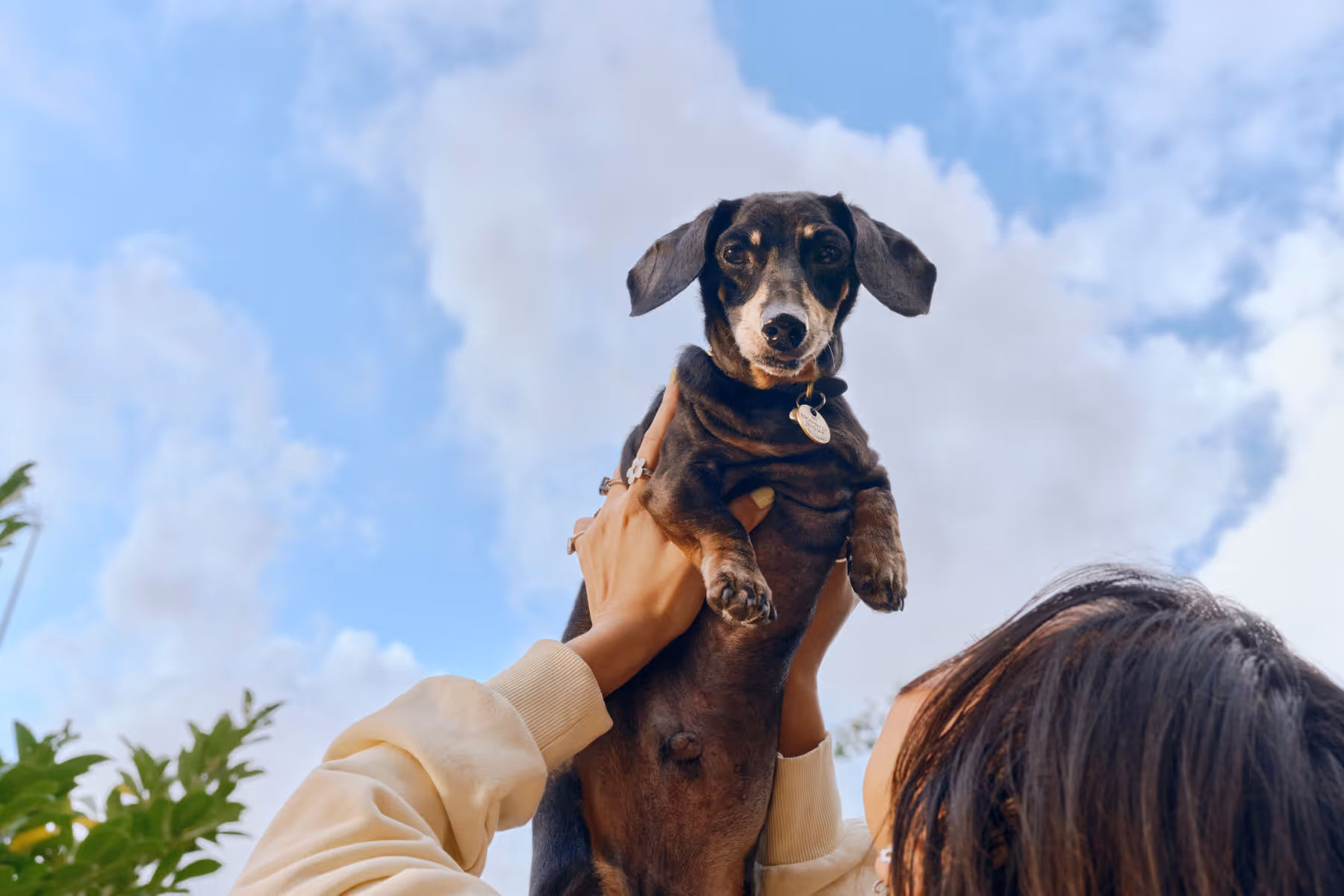 Person holding a small black and tan dachshund dog up against a blue sky with clouds.