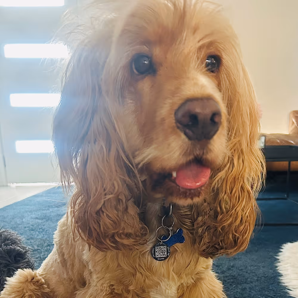 Golden brown dog with curly fur sitting on a dark carpet indoors, wearing a blue bone-shaped tag and a round tag with a QR code on its collar.