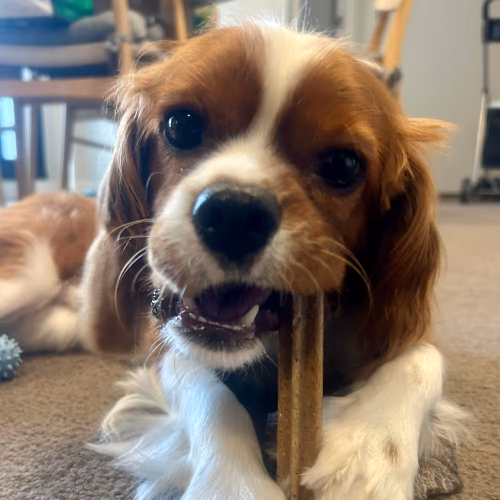 Close-up of a brown and white dog chewing on a bone while lying on a carpeted floor indoors.