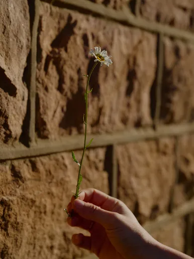 Hand holding a single white daisy flower with a stone wall background.