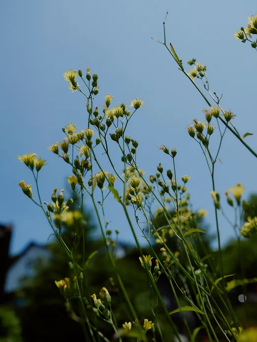 Tall green stems with small yellow flowers set against a clear blue sky.
