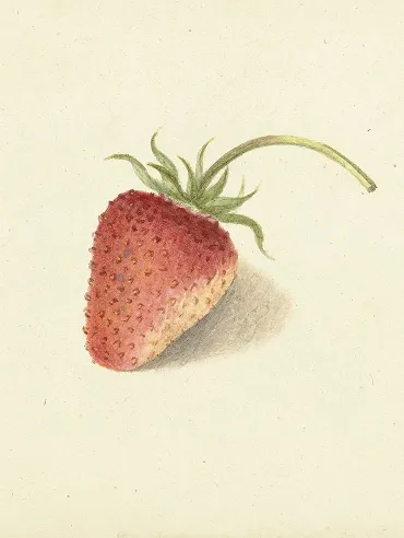 Watercolor painting of a single red strawberry with green leaves and a stem on a light background.