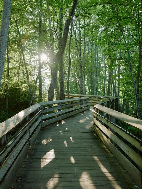 A wooden boardwalk winding through a sunlit forest with shadows of trees on the path.
