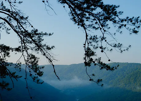 Tree branches with pine cones hanging over a misty valley between forested hills under a clear sky.