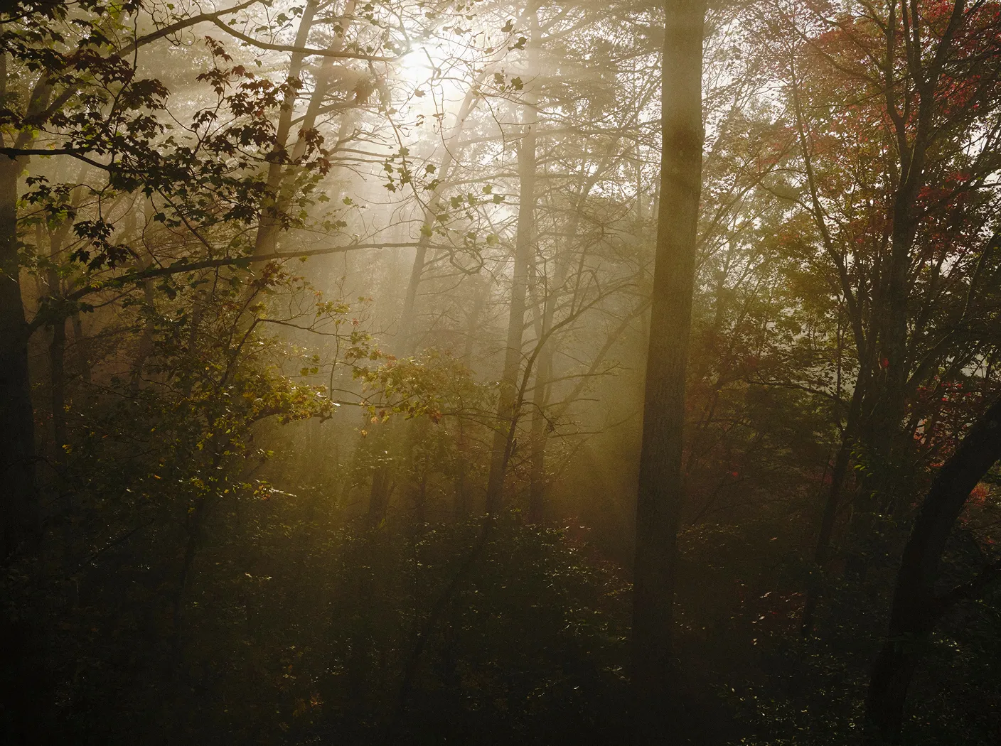 Sunlight streaming through dense trees in a misty forest during autumn.
